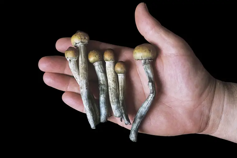 shrooms on hand