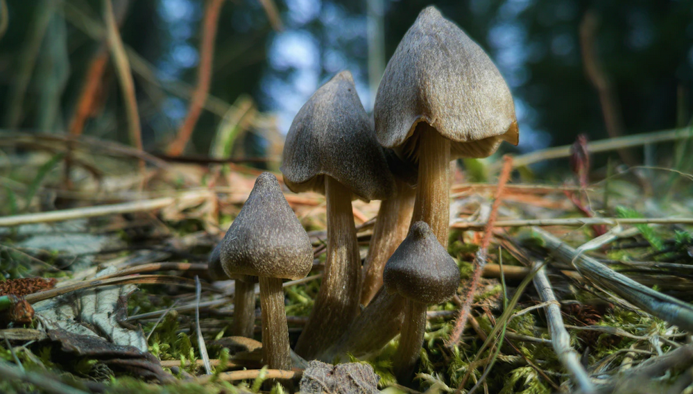 Factors to Consider when Choosing a Magic Mushrooms Retailer Factors to Consider when Choosing a Magic Mushrooms Retailer